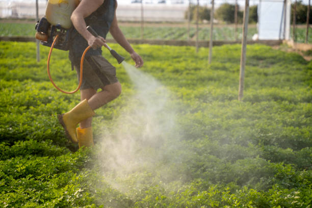 Best Best Pest Control Companies  in Avilla, AR