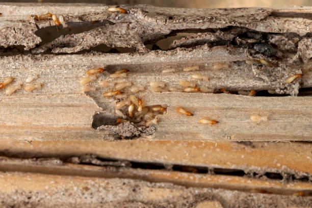 Best Pest Prevention Services  in Avilla, AR