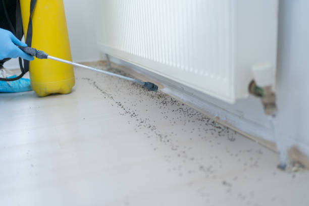 Best Termite Control Services  in Avilla, AR