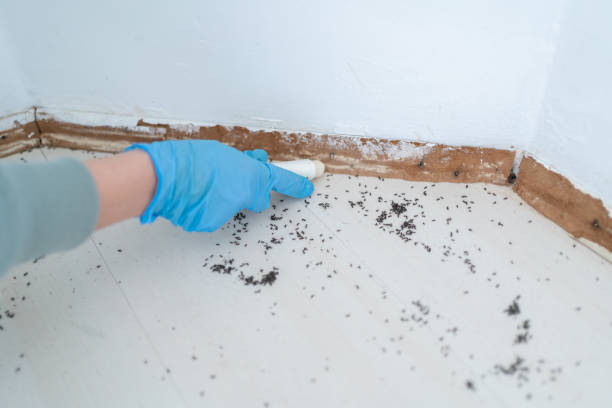 Best Termite Control Services  in Avilla, AR
